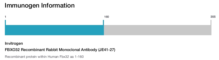 FBXO32 Recombinant Rabbit Monoclonal Antibody (JE41-27)