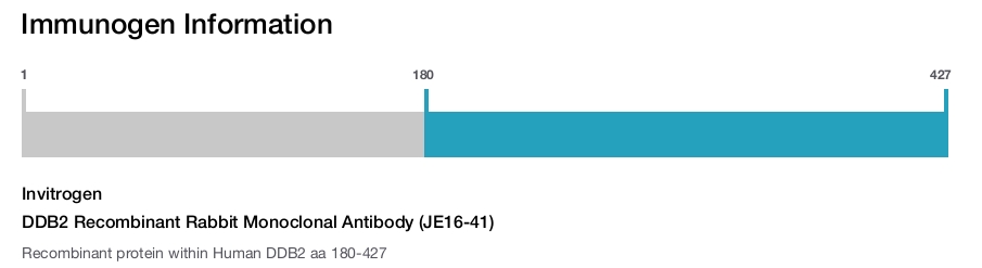 DDB2 Recombinant Rabbit Monoclonal Antibody (JE16-41)