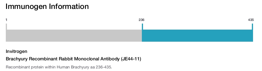 Brachyury Recombinant Rabbit Monoclonal Antibody (JE44-11)