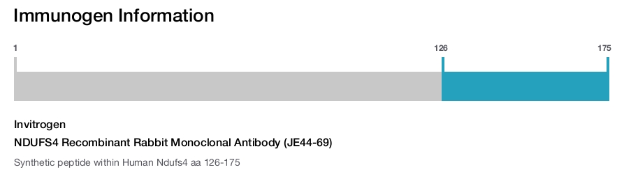 NDUFS4 Recombinant Rabbit Monoclonal Antibody (JE44-69)