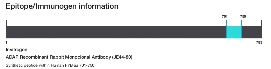 ADAP Recombinant Rabbit Monoclonal Antibody (JE44-80)