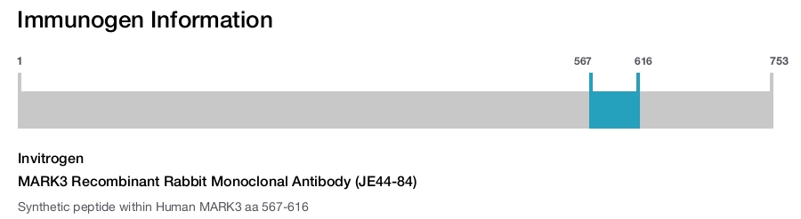 MARK3 Recombinant Rabbit Monoclonal Antibody (JE44-84)