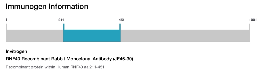 RNF40 Recombinant Rabbit Monoclonal Antibody (JE46-30)