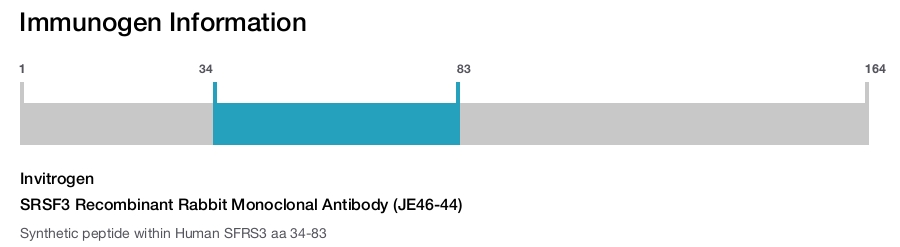 SRSF3 Recombinant Rabbit Monoclonal Antibody (JE46-44)