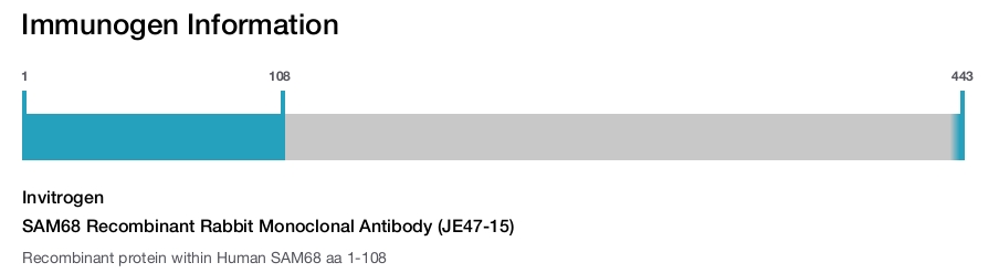 SAM68 Recombinant Rabbit Monoclonal Antibody (JE47-15)