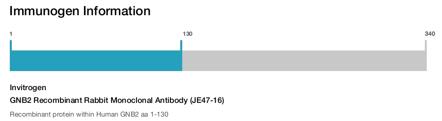 GNB2 Recombinant Rabbit Monoclonal Antibody (JE47-16)