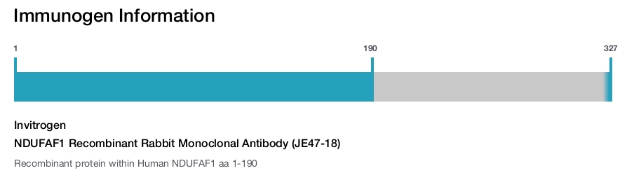 NDUFAF1 Recombinant Rabbit Monoclonal Antibody (JE47-18)