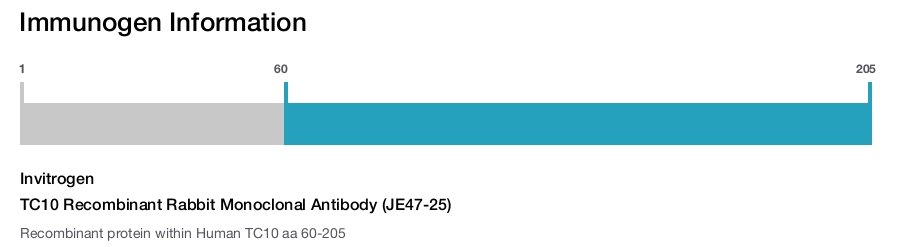 TC10 Recombinant Rabbit Monoclonal Antibody (JE47-25)