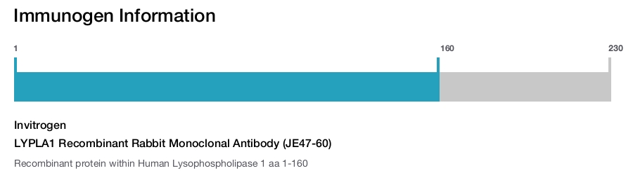 LYPLA1 Recombinant Rabbit Monoclonal Antibody (JE47-60)