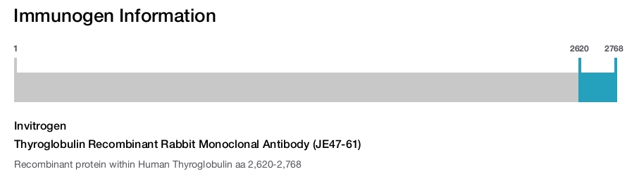 Thyroglobulin Recombinant Rabbit Monoclonal Antibody (JE47-61)