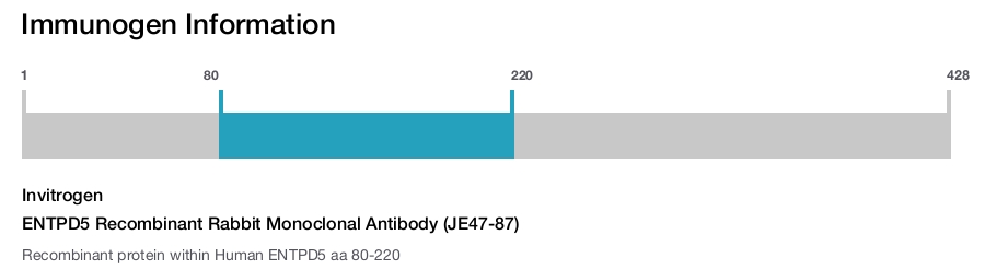 ENTPD5 Recombinant Rabbit Monoclonal Antibody (JE47-87)