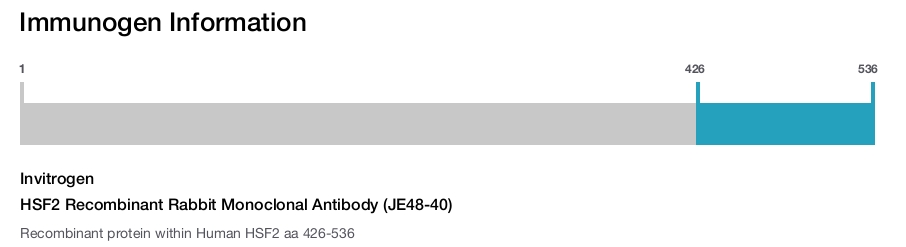 HSF2 Recombinant Rabbit Monoclonal Antibody (JE48-40)