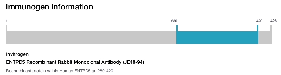 ENTPD5 Recombinant Rabbit Monoclonal Antibody (JE48-94)