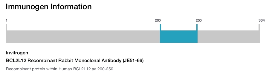 BCL2L12 Recombinant Rabbit Monoclonal Antibody (JE51-66)