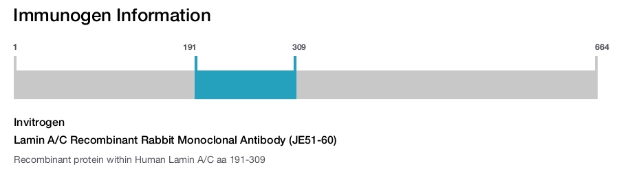 Lamin A/C Recombinant Rabbit Monoclonal Antibody (JE51-60)