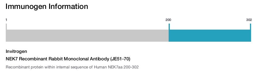 NEK7 Recombinant Rabbit Monoclonal Antibody (JE51-70)