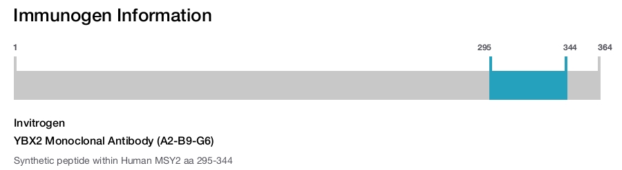 YBX2 Monoclonal Antibody (A2-B9-G6)