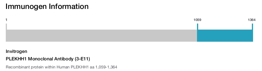 PLEKHH1 Monoclonal Antibody (3-E11)