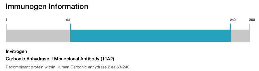 Carbonic Anhydrase II Monoclonal Antibody (11A2)