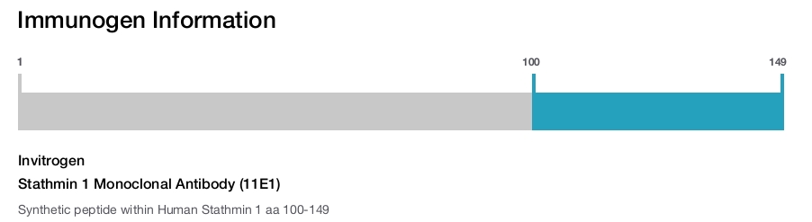 Stathmin 1 Monoclonal Antibody (11E1)