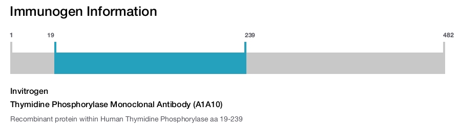 Thymidine Phosphorylase Monoclonal Antibody (A1A10)