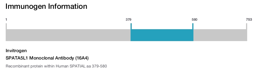 SPATA5L1 Monoclonal Antibody (16A4)