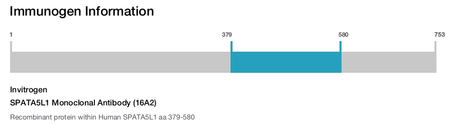 SPATA5L1 Monoclonal Antibody (16A2)