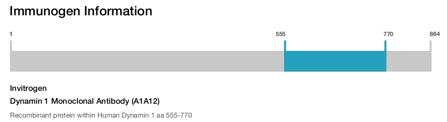 Dynamin 1 Monoclonal Antibody (A1A12)