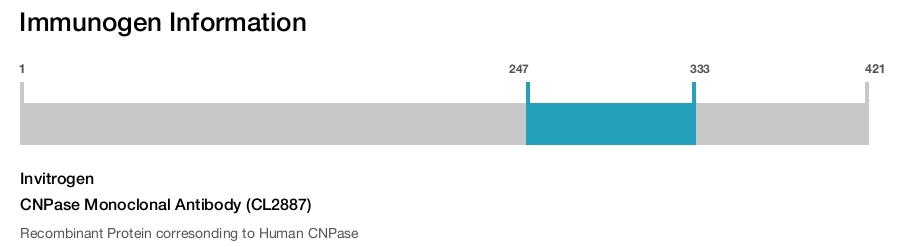 CNPase Monoclonal Antibody (CL2887)