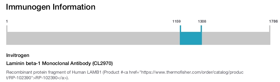 Laminin beta-1 Monoclonal Antibody (CL2970)