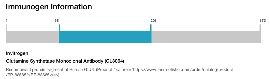 Glutamine Synthetase Monoclonal Antibody (CL3004)