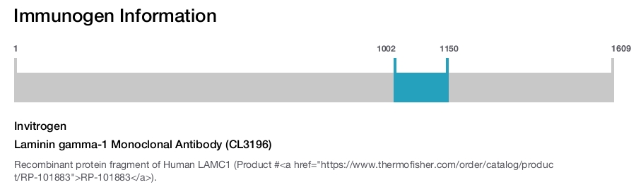 Laminin gamma-1 Monoclonal Antibody (CL3196)