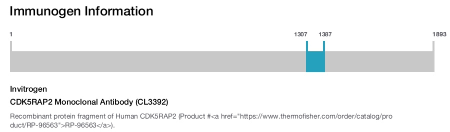 CDK5RAP2 Monoclonal Antibody (CL3392)