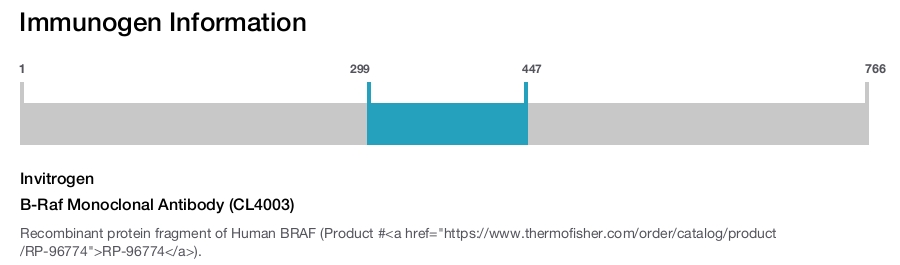 B-Raf Monoclonal Antibody (CL4003)