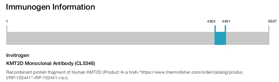 KMT2D Monoclonal Antibody (CL5346)