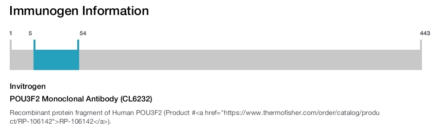 POU3F2 Monoclonal Antibody (CL6232)