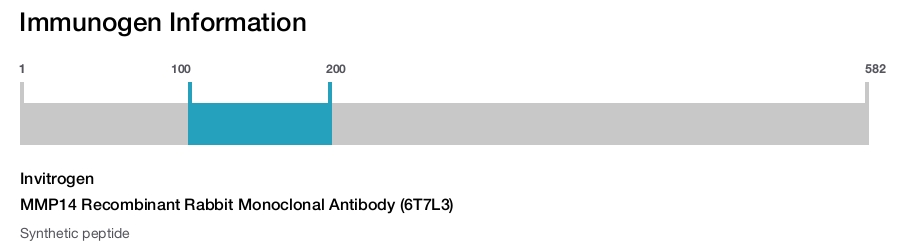 MMP14 Recombinant Rabbit Monoclonal Antibody (6T7L3)