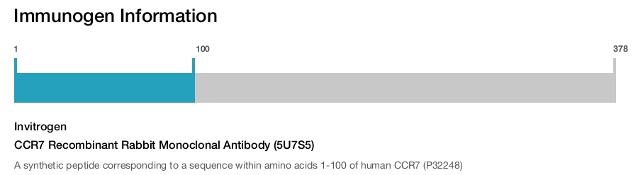 CCR7 Recombinant Rabbit Monoclonal Antibody (5U7S5)
