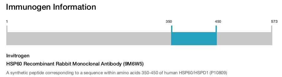 HSP60 Recombinant Rabbit Monoclonal Antibody (9M6W5)
