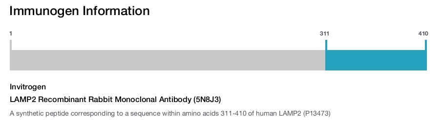 LAMP2 Recombinant Rabbit Monoclonal Antibody (5N8J3)