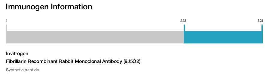 Fibrillarin Recombinant Rabbit Monoclonal Antibody (9J5O2)