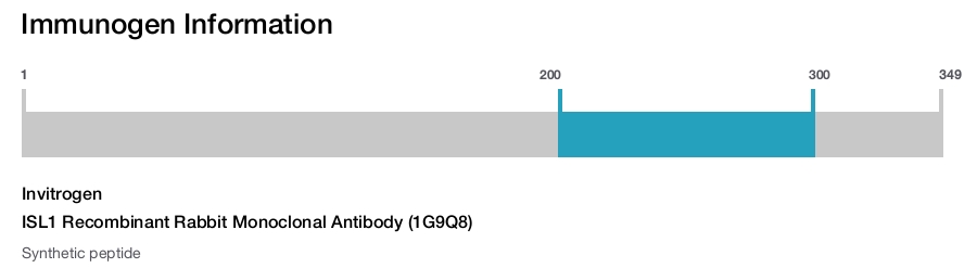 ISL1 Recombinant Rabbit Monoclonal Antibody (1G9Q8)