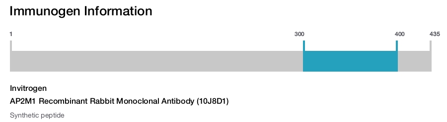 AP2M1 Recombinant Rabbit Monoclonal Antibody (10J8D1)