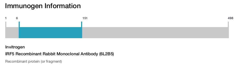 IRF5 Recombinant Rabbit Monoclonal Antibody (6L2B5)