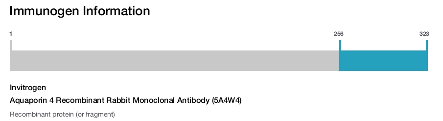 Aquaporin 4 Recombinant Rabbit Monoclonal Antibody (5A4W4)