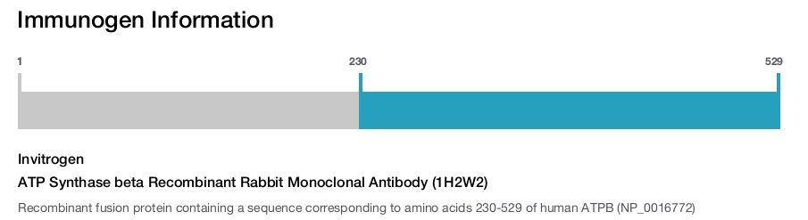 ATP Synthase beta Recombinant Rabbit Monoclonal Antibody (1H2W2)