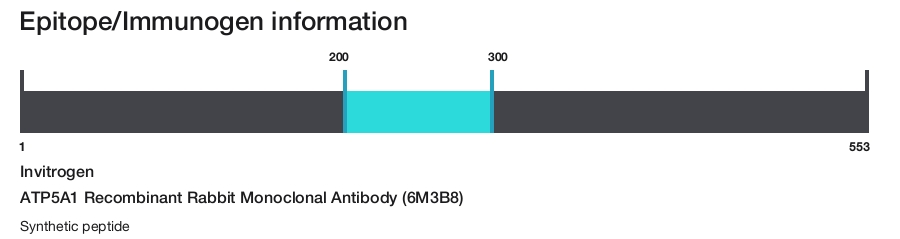 ATP5A1 Recombinant Rabbit Monoclonal Antibody (6M3B8)