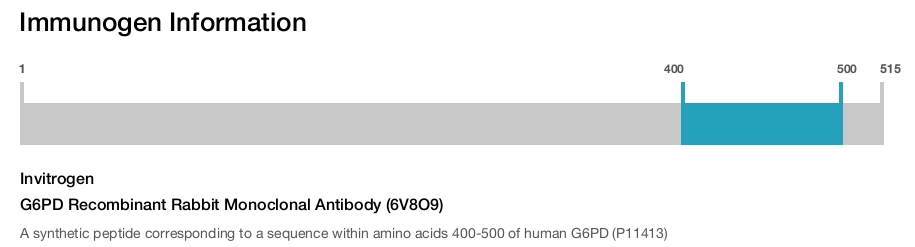 G6PD Recombinant Rabbit Monoclonal Antibody (6V8O9)