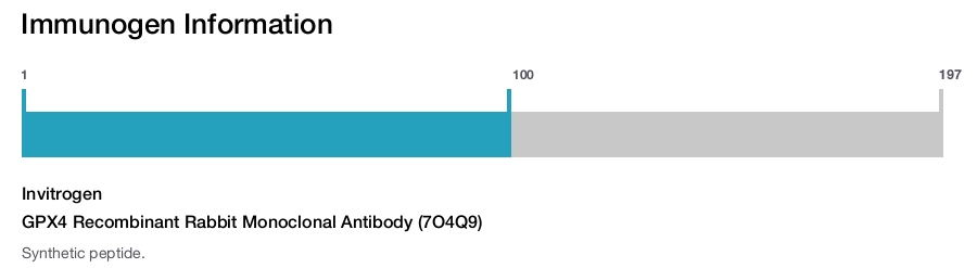 GPX4 Recombinant Rabbit Monoclonal Antibody (7O4Q9)