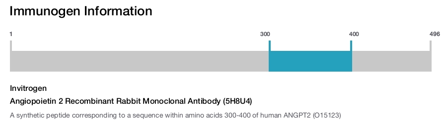 Angiopoietin 2 Recombinant Rabbit Monoclonal Antibody (5H8U4)